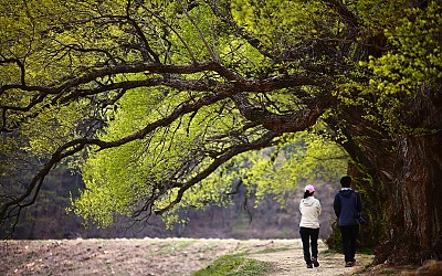 반곡지의 봄