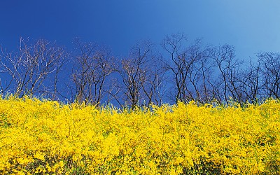 우리 가을이 오는 계절에 봄사진이나 구경할까요? ~ (^^