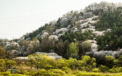 대청땜