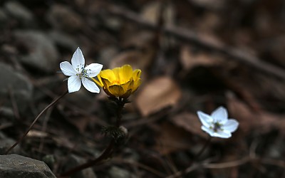 변산 바람꽃