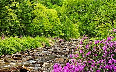 지리산계곡의 봄날