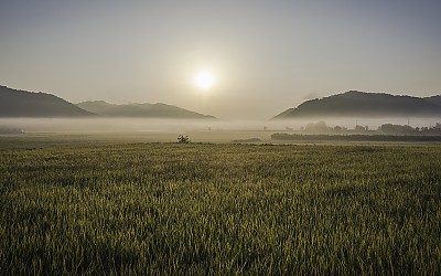 황금들녁