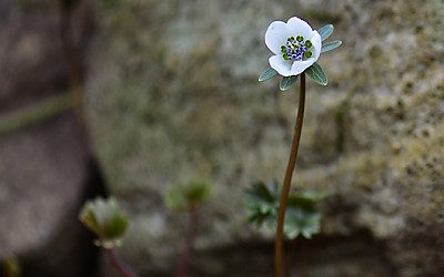 변산바람꽃