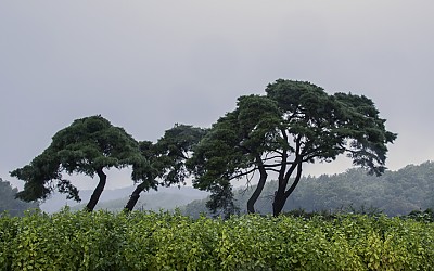 소나무