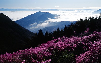 천주산의 봄