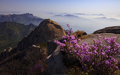 북한산 백운대의 봄