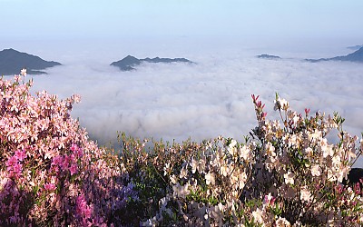 바래봉 철쭉