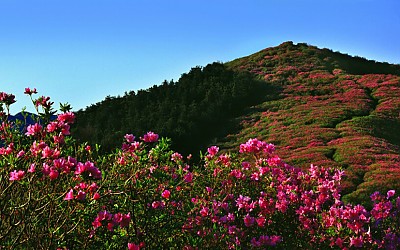 봉화산의 봄