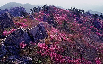 주작산의 봄