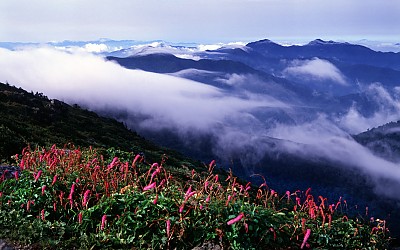 산오이풀과 운해