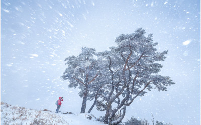 가산산성 소나무 !!!!