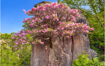 천년바위 철쭉 !!! - 팔공산