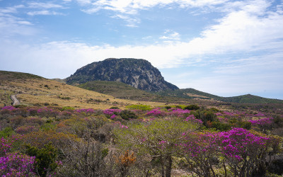 한라산의 봄