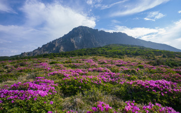 한라산 철쭉 - 한라산