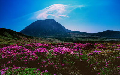 한라산 철쭉 2009