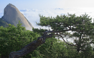 그  소나무와 인수봉.