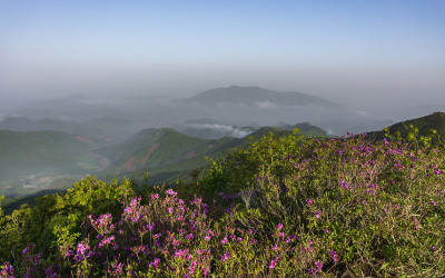 진달래 동산