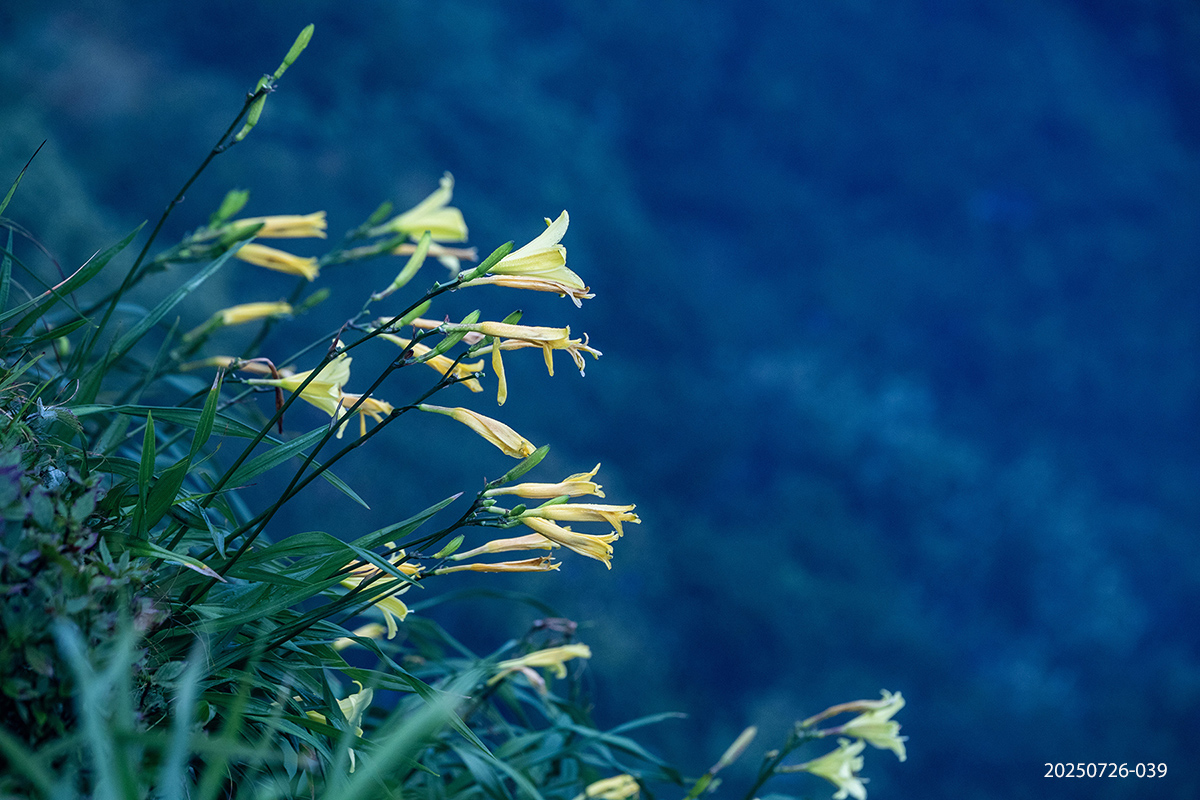 e931945bcdb37b8b637ae37ef25053be_1753527565_7649.jpg e931945bcdb37b8b637ae37ef25053be_1753527565_7649.jpg