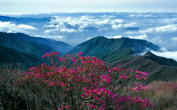 노고단 옛 추억