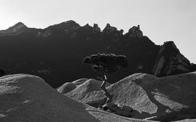 여성봉 소나무와 오봉