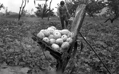 참외 수확하는 날