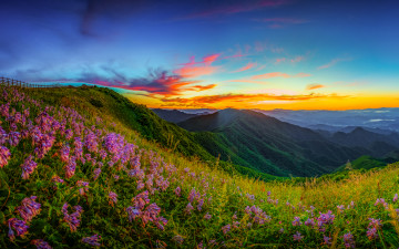 전날 곰탕먹고 다시 올라간 소백산 비비추