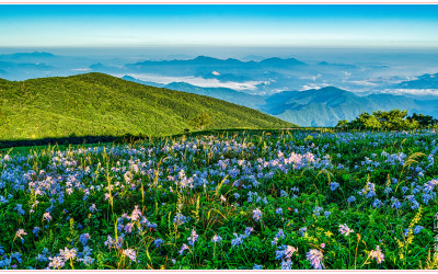 소백산 야생화_2025-07-29