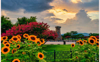 배롱나무와 해바라기_2025-08-05