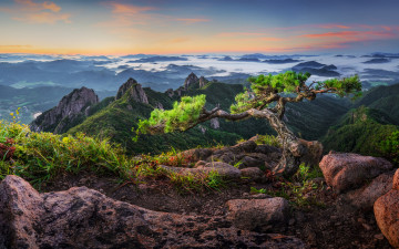 월출산 명품소나무