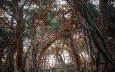 부절리 소나무숲