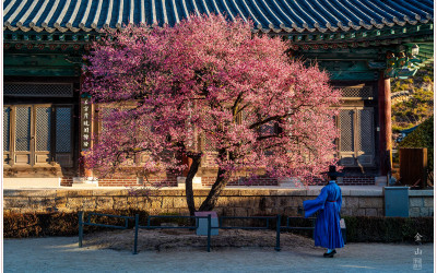 통도사의 봄_2026-02-19