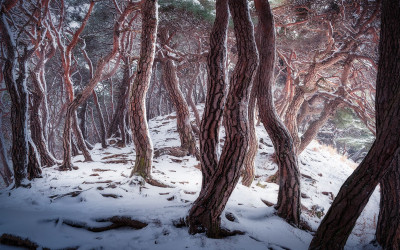 부절리솔숲의 겨울