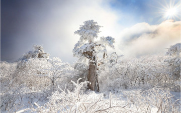 살아 천년 나무 !!!!