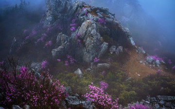 주작산의 봄 - 덕룡산(주작산)