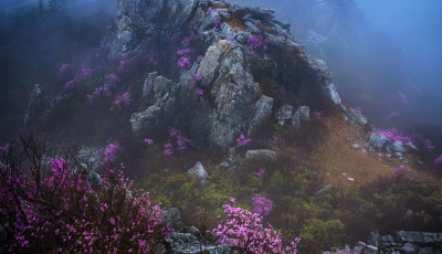 주작산의 봄 - 덕룡산(주작산)