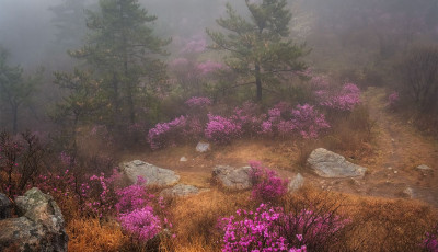 비오는 아침 - 덕룡산(주작산)
