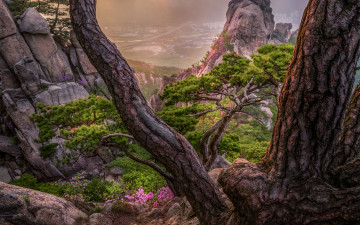 도봉산 소나무 - 도봉산