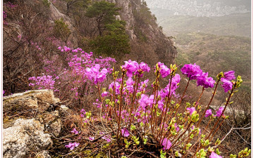 금정산의 봄_2026 - 금정산