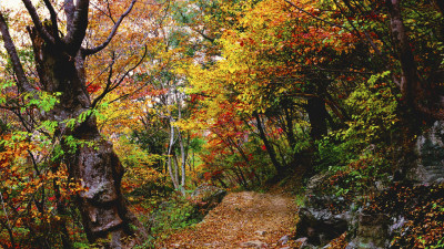 추억의지리산    138   박환윤