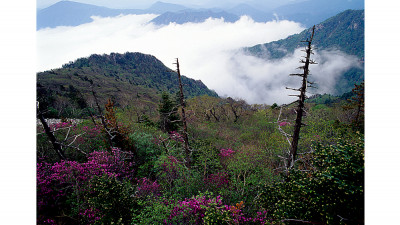 설악의 봄(설악산)