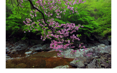 달궁계곡의 참철쭉(지리산)