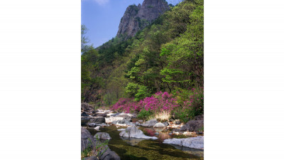 주왕산 수달래(주왕산)