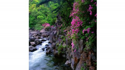 지리산 뱀사골 진달래(지리산)