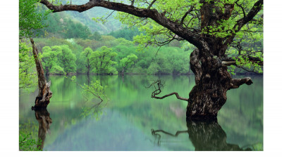 주산지의 봄(주왕산)