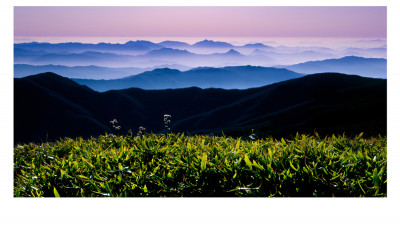 덕유산 산죽능선(덕유산)