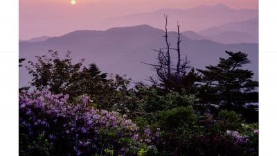 고사목을보다(지리산)