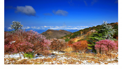 노고단 진달래(지리산)