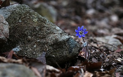 청노루귀