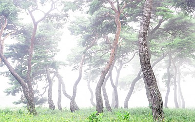 임한리 소나무 숲