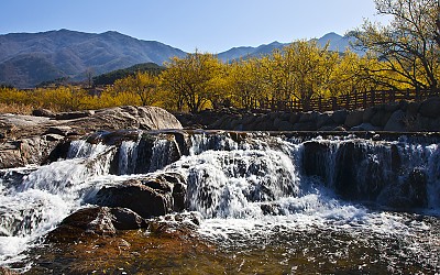 산동산수유